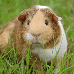 Animal hospital for guinea pigs sale near me