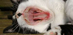 Feline Odontoclastic Resorptive Lesions (FORL)