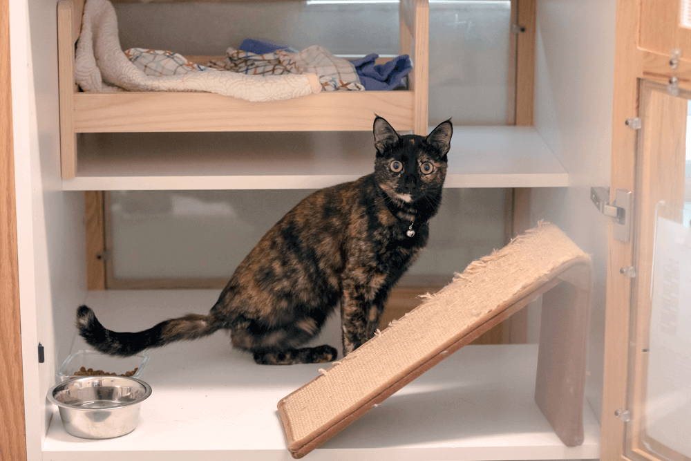 Waiting Area - East Padden Animal Hospital