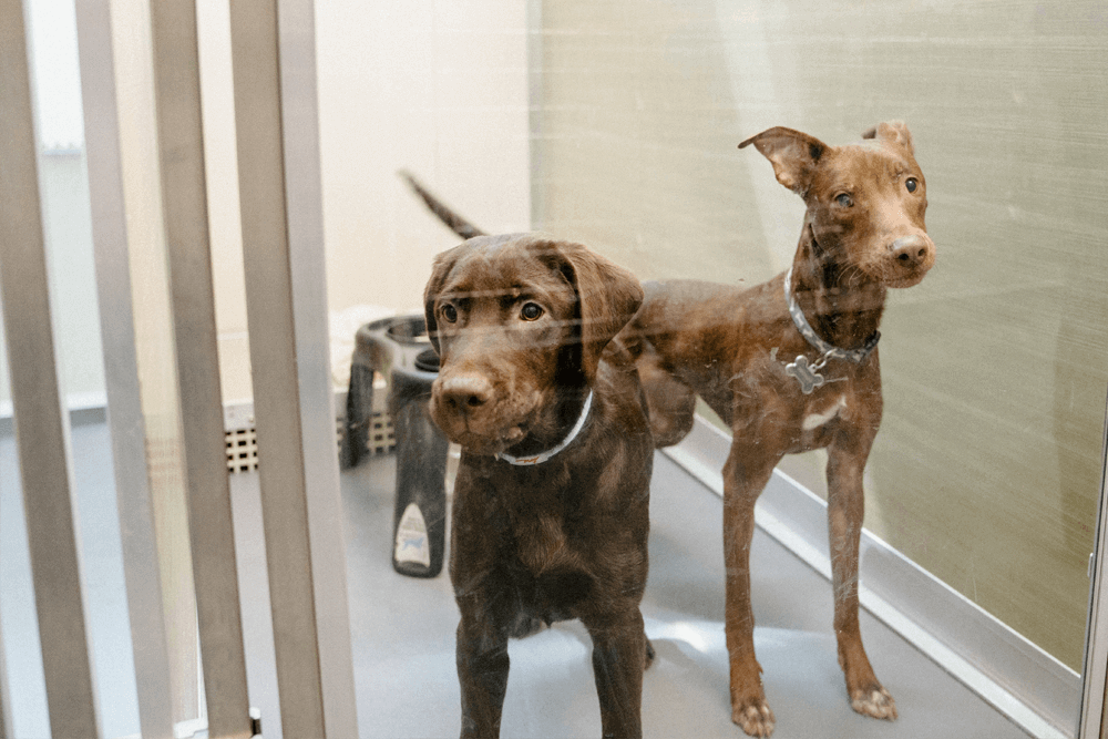 Waiting Area - East Padden Animal Hospital